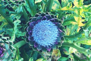 Der Bauerngarten im Schloss Ottersbach