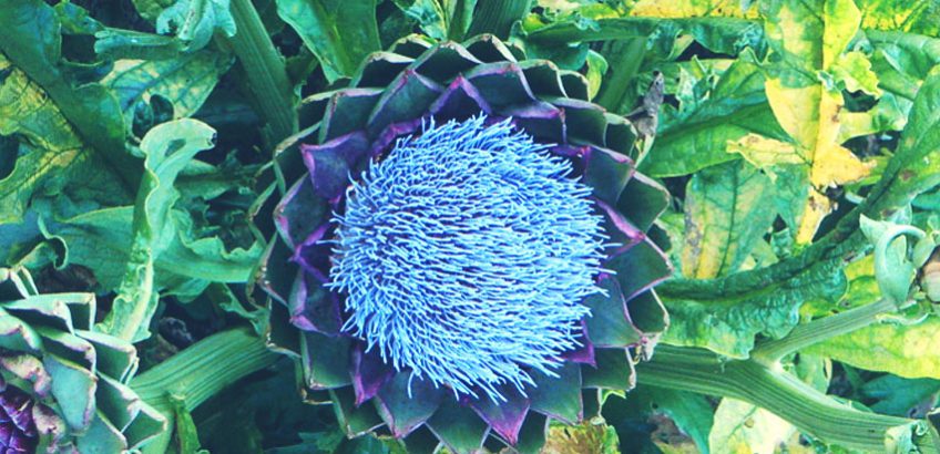 Bauerngarten