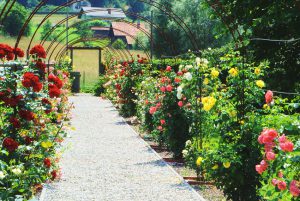 Rosenlaube im Schloss Ottersbach