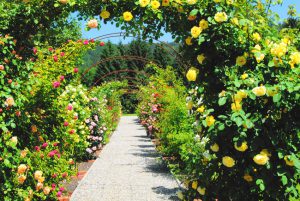 Rosenlaube im Schloss Ottersbach