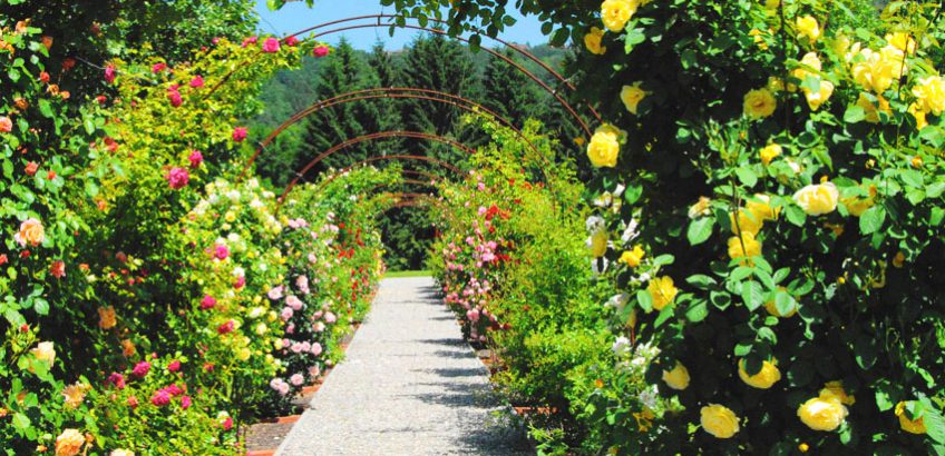 Rosenlaube im Schloss Ottersbach